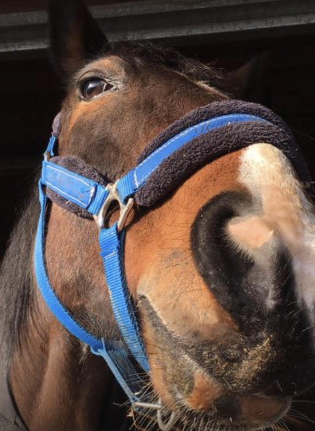 Horses He knows