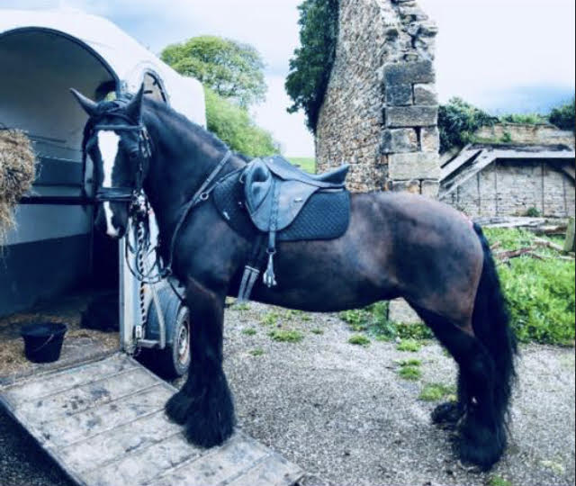 Horses handsome